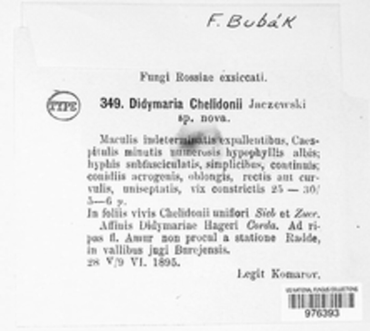 Didymaria chelidonii image